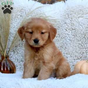 Gabe, Golden Retriever Puppy