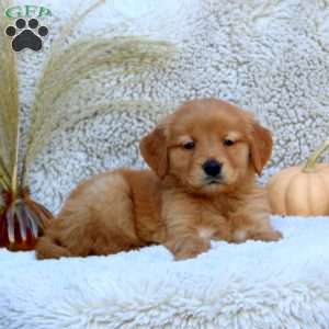 Gabe, Golden Retriever Puppy