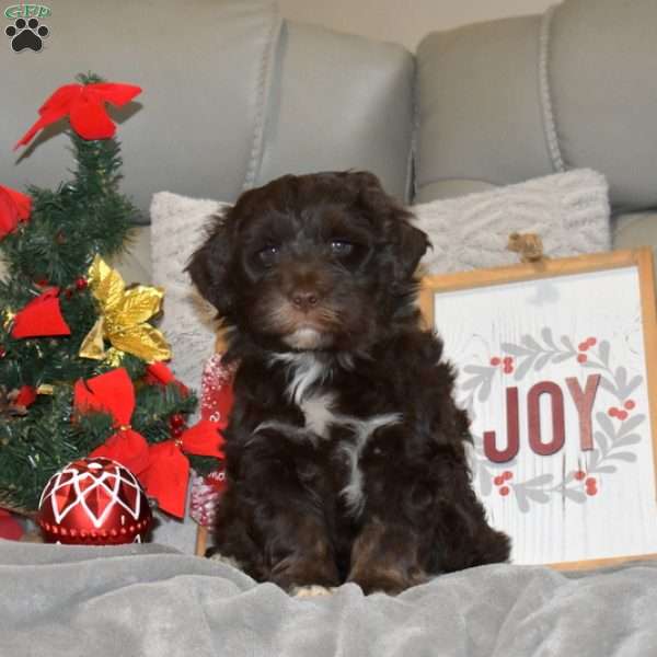 Gabriel, Portuguese Water Dog Puppy