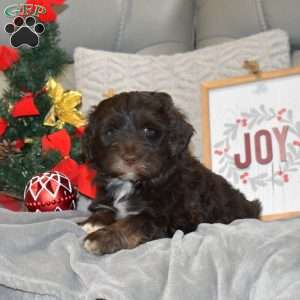 Gabriel, Portuguese Water Dog Puppy