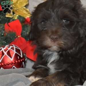Gabriel, Portuguese Water Dog Puppy
