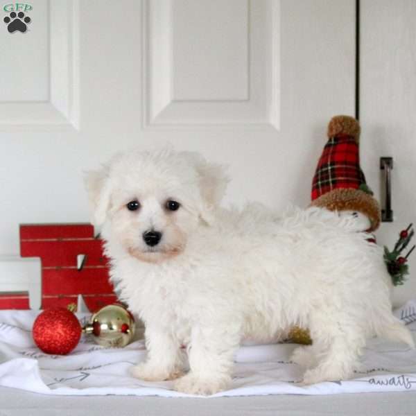 Gage, Bichon Frise Puppy