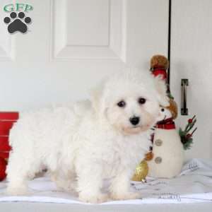 Gage, Bichon Frise Puppy
