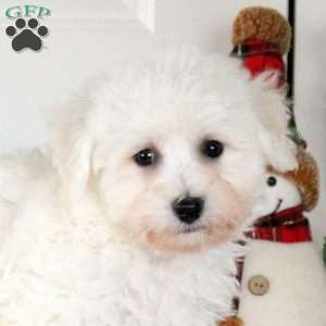 Gage, Bichon Frise Puppy