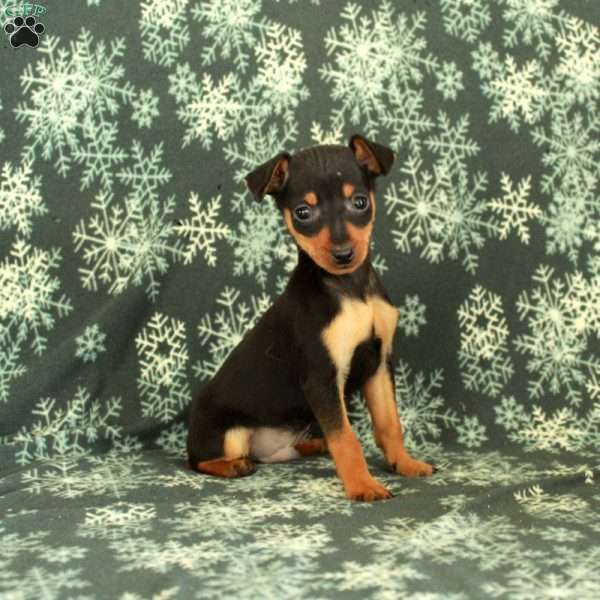 Gale, Miniature Pinscher Puppy