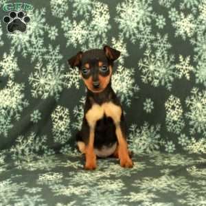 Gale, Miniature Pinscher Puppy