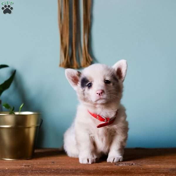 Garfield, Pembroke Welsh Corgi Puppy
