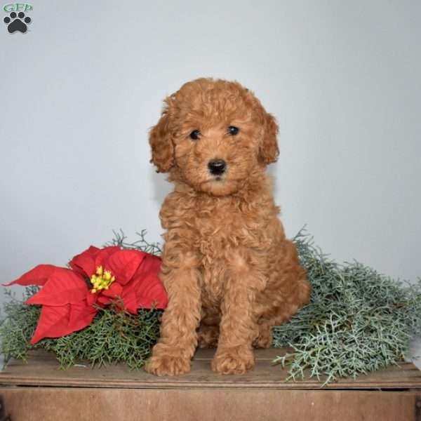 Garland, Miniature Poodle Puppy