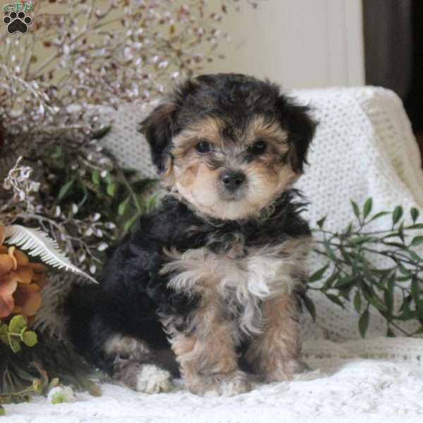 Garry, Yorkie Mix Puppy