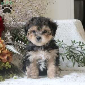 Garry, Yorkie Mix Puppy