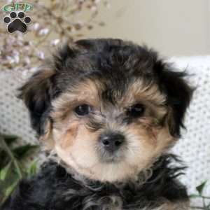 Garry, Yorkie Mix Puppy