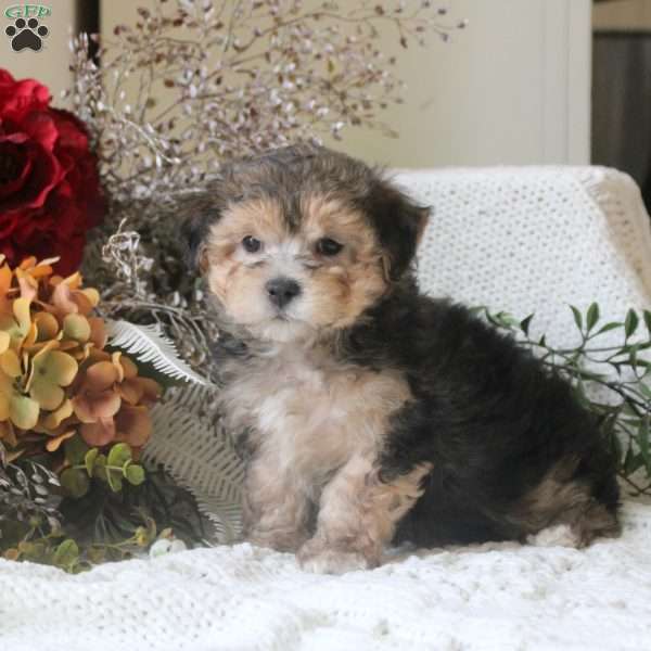 Gavin, Yorkie Mix Puppy