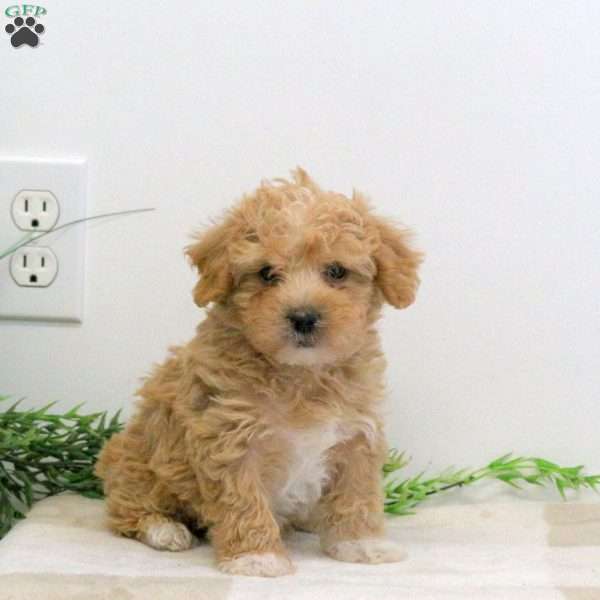 Gavin, Bich-Poo Puppy