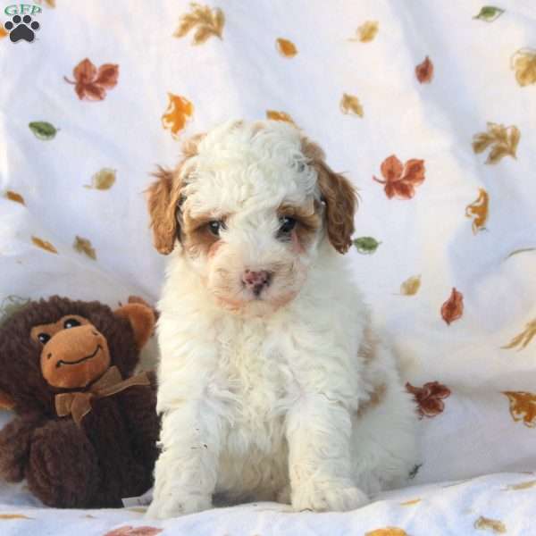 Gavin, Miniature Poodle Puppy