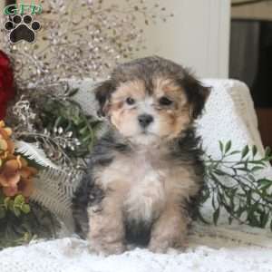 Gavin, Yorkie Mix Puppy