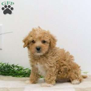 Gavin, Bich-Poo Puppy