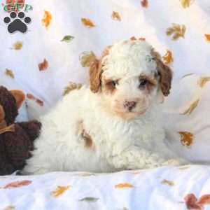 Gavin, Miniature Poodle Puppy