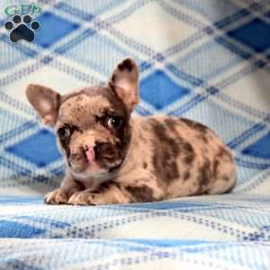 Gavin, Frenchton Puppy