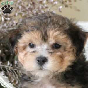 Gavin, Yorkie Mix Puppy