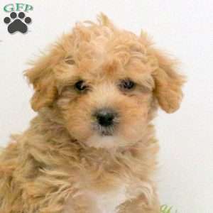 Gavin, Bich-Poo Puppy