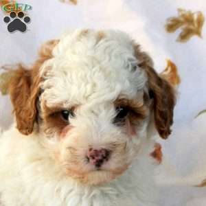 Gavin, Miniature Poodle Puppy
