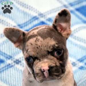 Gavin, Frenchton Puppy
