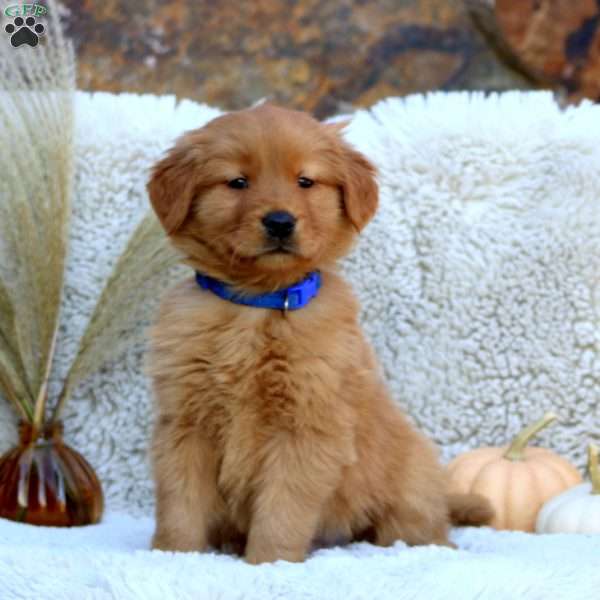 Gavin, Golden Retriever Puppy