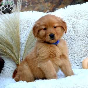 Gavin, Golden Retriever Puppy