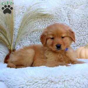 Gavin, Golden Retriever Puppy