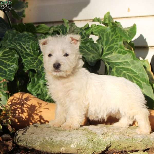 George, West Highland Terrier Puppy