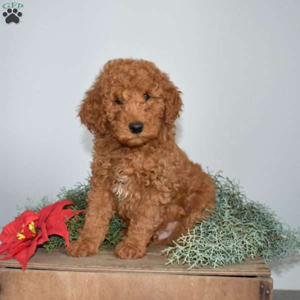 George, Miniature Poodle Puppy