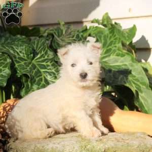 George, West Highland Terrier Puppy
