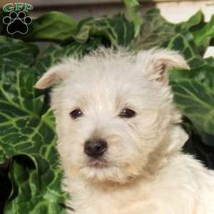George, West Highland Terrier Puppy