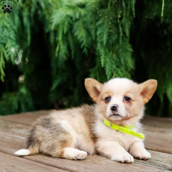 George, Pembroke Welsh Corgi Puppy
