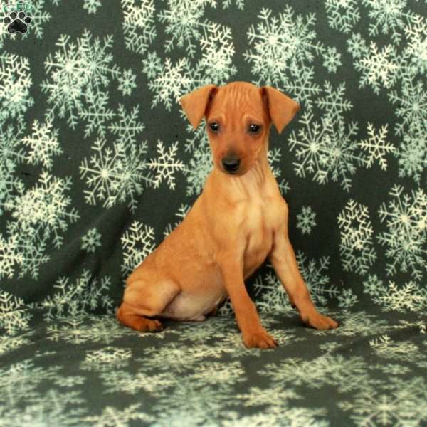 Georgie, Miniature Pinscher Puppy