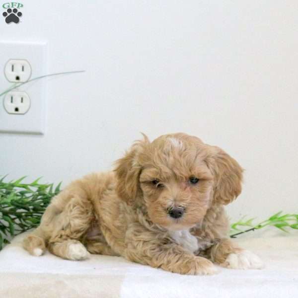 Georgie, Bich-Poo Puppy