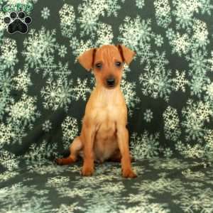 Georgie, Miniature Pinscher Puppy