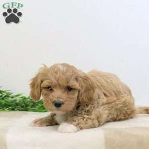 Georgie, Bich-Poo Puppy