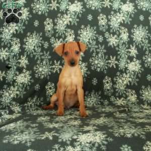 Georgie, Miniature Pinscher Puppy