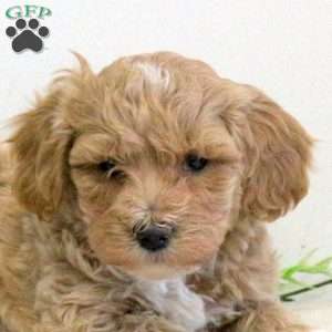 Georgie, Bich-Poo Puppy