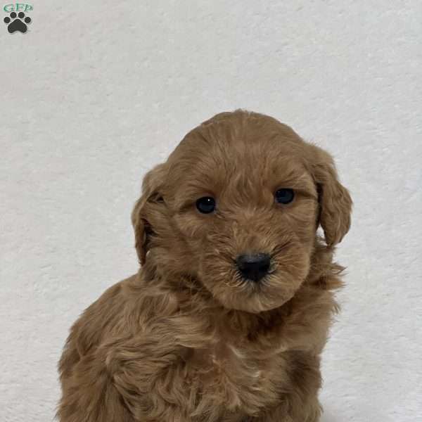Gianna, Mini Goldendoodle Puppy