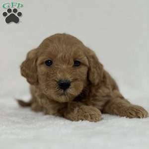 Gianna, Mini Goldendoodle Puppy