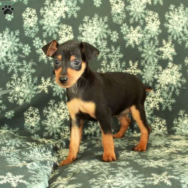 Gideon, Miniature Pinscher Puppy