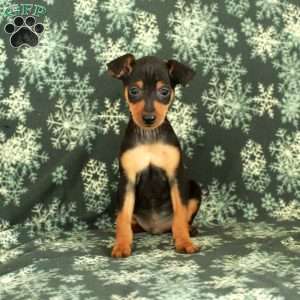 Gideon, Miniature Pinscher Puppy