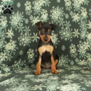 Gideon, Miniature Pinscher Puppy