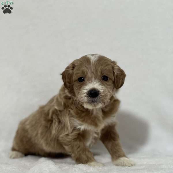 Gideon, Mini Goldendoodle Puppy