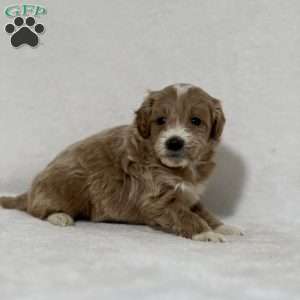 Gideon, Mini Goldendoodle Puppy