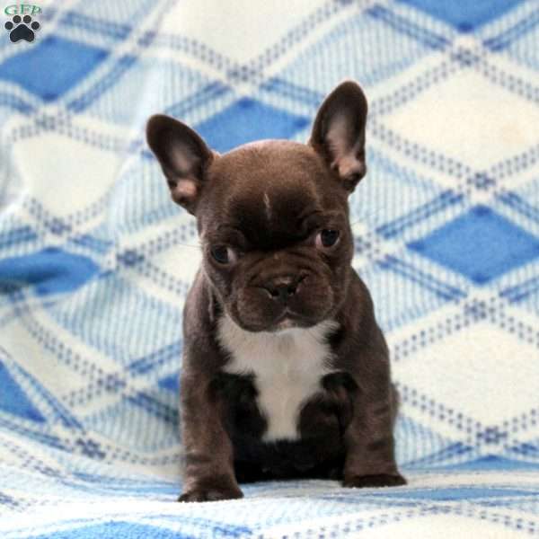 Gigi, Frenchton Puppy
