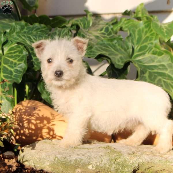 Gigi, West Highland Terrier Puppy
