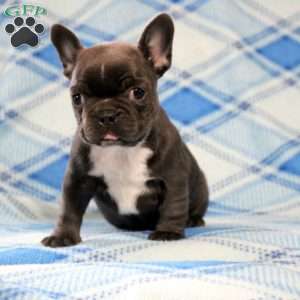 Gigi, Frenchton Puppy